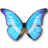 Morpho helena personal butterfly
