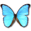 Morpho didius butterfly