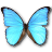 Morpho didius butterfly