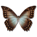 Morpho theseus butterfly amphotrion