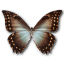 Morpho theseus butterfly amphotrion