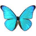 Morpho rhetenor cacica butterfly