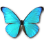 Morpho rhetenor cacica butterfly