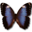 Morpho achilleana butterfly virginia