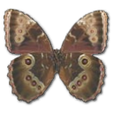Morpho peleides montezuma underside butterfly