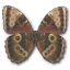 Morpho peleides montezuma underside butterfly