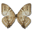 Morpho sulkowski underside butterfly