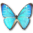 Morpho zephyritis butterfly