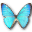 Morpho zephyritis butterfly