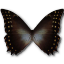Morpho amphitrion butterfly