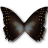 Morpho amphitrion butterfly