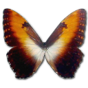 Morpho hecuba sunset butterfly