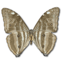 Morpho adonis huallega butterfly bottom