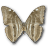 Morpho adonis huallega butterfly bottom