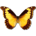 Morpho diana butterfly