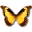 Morpho diana butterfly