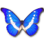 Morpho helena butterfly