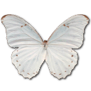 Morpho polyphemus butterfly