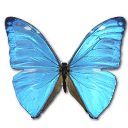 Morpho adonis huallega top butterfly
