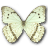 Morpho underside catenarius butterfly
