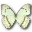 Morpho underside catenarius butterfly