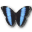 Morpho achilles butterfly