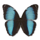 Morpho patroclus orestes butterfly