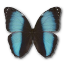 Morpho patroclus orestes butterfly