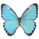 Morpho portis butterfly