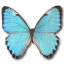 Morpho portis butterfly