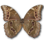 Underside butterfly didius morpho