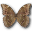 Underside butterfly didius morpho