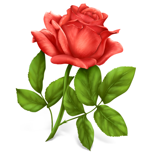 Rose plant flower