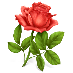 Rose plant flower