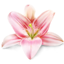 Lily flower plant