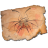 Coleopterus persianatus