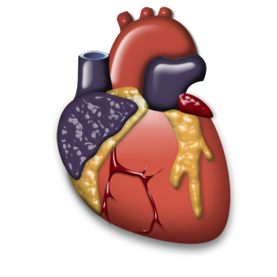 Cardiology heart organ