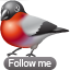 Bullfinch follow