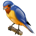 Bird twitter animal swallow