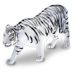 Tiger white