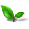 Plant leaf tea