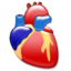 Cardiology organ heart