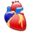 Cardiology organ heart