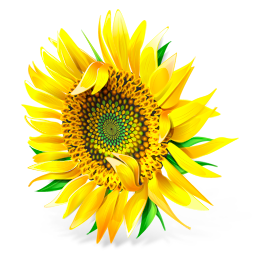 Sunflower flower plant