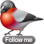 Bullfinch animal bird twitter