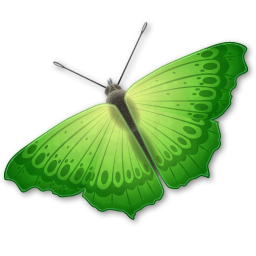 Insect butterfly animal