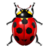 Ladybird insect bug