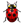 Ladybird insect bug