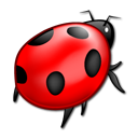 Bug ladybird insect animal