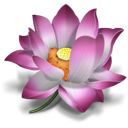 Flower icq lotus oriental pink